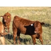 Image 10 : Evans Family (Gary, Carla & Keith) - 570# Heifer Calves - 100 Head (Bassano, AB)