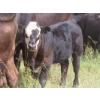 Image 8 : Bar T Livestock - 535# October Delivery Steer Calves - 115 Head (Earl Grey, SK)