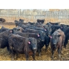 Image 2 : Rob Mossey - 940# April Delivery Steers - 66 Head (Vauxhall, AB)