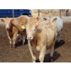Image 7 : Justin Tateson - 925# March Delivery Heifers - 130 Head (Scandia, AB)