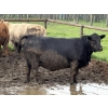 Image 5 : Cunningham Cattle Co. - 1675# Grain Fed Cows - 72 Head (Sundre, AB)