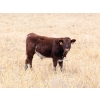 Image 3 : James Perras - 500# November Steer Calves - 75 Head (Windthorst, SK)