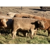 Image 3 : Andersen River Ranching - 1000# October Delivery Grass Heifers - 60 Head (Drayton Valley, AB)