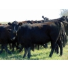 Image 4 : Rafter C Cattle Co. - 790# September Delivery Grass Heifers - 60 Head (Lafleche, SK)