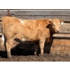 Image 8 : Dennis Bjelland - 975# May Delivery Heifers - 45 Head (Patricia, AB)