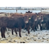 Image 4 : Blue Moon Cattle Co. - 800# March Delivery Weaned Heifers - 60 Head (Irricana, AB)