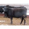Image 6 : Martin DeVos - 860# March/April Delivery Heifers - 115 Head (Fork River, MB)