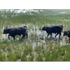 Image 21 : McLeod Cattle Co. - 580# October Delivery Steer Calves - 95 Head (Claydon, SK) VBP+