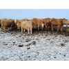 Image 4 : Bauer Ranching - 860# February Weaned Steers - 375 Head (Hilda, AB)