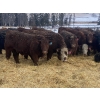 Image 2 : FM Livestock Company  - 740# January Weaned Steers - 78 Head (Bentley, AB)