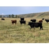 Image 6 : Stan Church - 580# Steer Calves - 150 Head (Cochrane, AB)