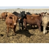 Image 8 : Hegedys Ranching - 1000# May Delivery Steers - 140 Head (Acme, AB)