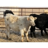 Image 15 : Copperfield Farming - 710# February Delivery Steers - 90 Head (Vauxhall, AB)
