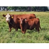 Image 2 : Henrickson Ranching - 580# Steer Calves - 70 Head (Patricia, AB)
