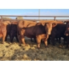 Image 3 : Max Simo - 4 Red Heifers (Pen 430-432)