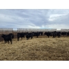 Image 5 : Ripple Rock Ranch - 845# January Delivery Weaned Heifers - 50 Head (Fincastle, AB)
