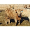 Image 6 : Douglass Agro - 715# March Delivery Heifers - 175 Head (Gem, AB)