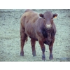 Image 6 : Habraken Farms Ltd. - 1000# May Delivery Heifers - 30 Head (Scandia, AB)
