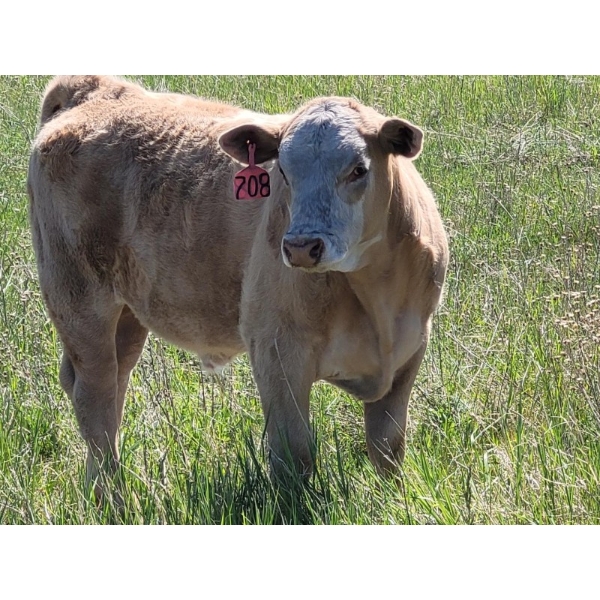 Joe & Elaine Ward - 750# October Delivery Steer Calves - 24 Head (Kamloops, BC)