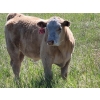 Image 1 : Joe & Elaine Ward - 750# October Delivery Steer Calves - 24 Head (Kamloops, BC)