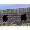 Image 5 : VJS Ag Corp. - 730# February Delivery Steers - 80 Head (Vanscoy, SK) VBP+