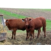 Image 10 : Ranahan Ranch - 950# June Delivery Steers - 65 Head (Whitewood, SK)