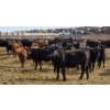 Image 10 : M.S. MacLean Livestock - 17 Black Angus Replacement Heifers (Coaldale, AB)