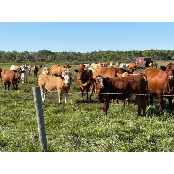 Leonard & Bonnie Zdan - 950# December Delivery Weaned Steers - 65 Head (Alonsa, MB) VBP+