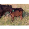 Image 4 : Storle Farms Ltd. - 540# October Delivery Steer Calves - 20 Head (Lake Alma, SK)
