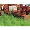 Image 1 : Sentes Farms - 600# October Delivery Steer Calves - 300 Head (Raymore, SK) VBP+