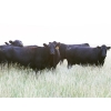 Image 2 : Right Cross Ranch - 1375# August Delivery Mature Open Cows - 25 Head (Gapview, SK)