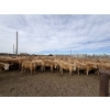 Image 10 : Williamson Farms - 925# February Delivery Heifers - 292 Head (Bow City, AB)