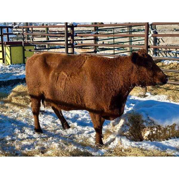 Resch Ranch - 2 Mature Cows (Pen 420) *Later Bred*