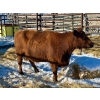 Image 1 : Resch Ranch - 2 Mature Cows (Pen 420) *Later Bred*