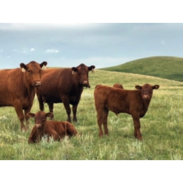 Ed & Connie Gammie - 495# December Delivery Steer Calves - 120 Head (Handhills, AB)