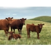Image 1 : Ed & Connie Gammie - 495# December Delivery Steer Calves - 120 Head (Handhills, AB)