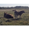 Image 3 : Louis & Jan Hermus - 700# October Delivery Steer Calves - 35 Head (Big Valley, AB)