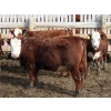 Image 3 : A&A Farms - 25 RNK Replacement Heifers (Coaldale, AB)