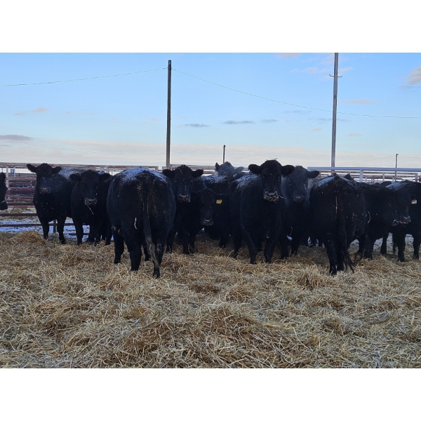 Graham Alexander - 5 Black Young Cows (Pen 408)