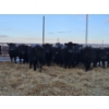 Image 1 : Graham Alexander - 2 Black Cows (Pen 402)