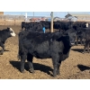 Image 10 : Jarokosky Farms - 800# March/April Delivery Heifers - 40 Head (Lethbridge, AB)