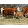 Image 6 : Sand Creek Enterprises - 580# October Delivery Heifer Calves - 23 Head (Duchess, AB)