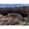 Image 2 : Silver Springs Ranch - 530# October Delivery Heifer Calves - 95 Head (Kamloops, BC)