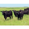 Image 8 : D & N Livestock - 1025# October Delivery Grass Heifers - 120 Head (Peebles, SK) VBP+