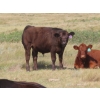 Image 2 : Thackeray Land & Cattle Inc. - 580# November Delivery Steer Calves - 80 Head (Goodwater, SK)