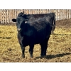 Image 6 : East Hilltop Holdings - 24 Black Maine X Angus Replacement Heifers (Carstairs, AB)