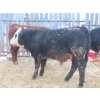 Image 7 : Ranahan Ranch - 945# February Delivery Yearling Steers - 14 Head (Wapella, SK)