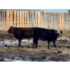 Image 5 : Dwayne Nicolay - 620# February Delivery Heifers - 60 Head (Rocky Mountain House, AB)