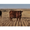 Image 5 : Osadczuk Cattle Co. (Brad & Elaine Osadczuk) - 250 Red Cows *HERD REDUCTION*