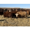 Image 4 : Hegedys Ranching - 990# January Delivery Steers - 64 Head (Acme, AB)